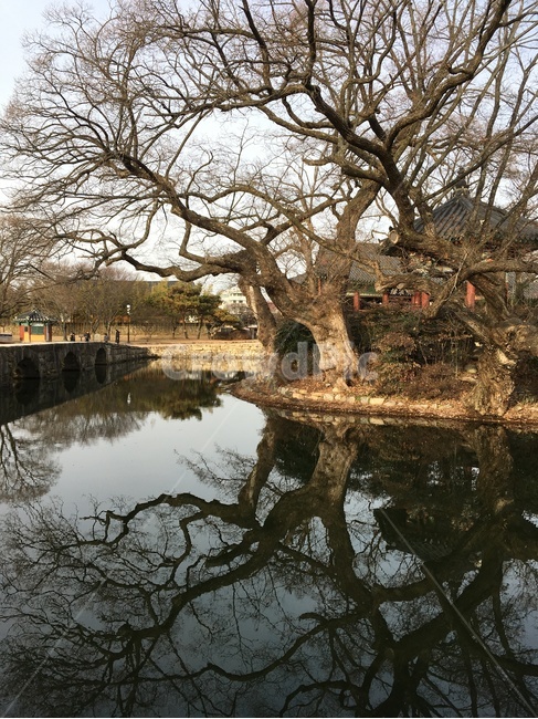 광한루,광한루원,방장정,연못,대칭,남원,gwanghallu,gwanghallupavilion,bangjangjeongpavilion,pond,symmetry,namwon,한국전통,한국문화,korean traditional,korean culture,랜드마크,landmark,tourist attraction,한국랜드마크,한국관광지,한국명소,korea landmark,korea tourist attraction,식물,자연,plants,nature,나무,trees,wood