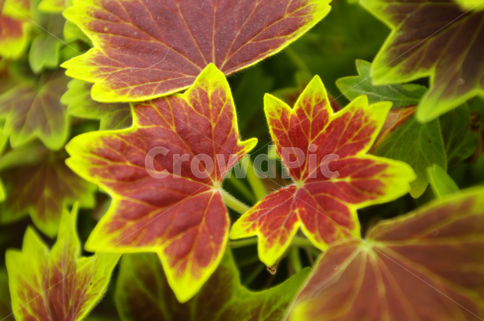 식물,plant,단풍제라늄,잎,color,식물,자연,plants,nature,꽃,flower