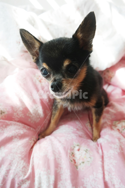 animal,동물,canine,pet,mammal,포유류,dog,개,chihuahua,치와와,강아지,훈련,쫑긋,동물,animal,포유류,mammal,개,강아지,dog,doggy