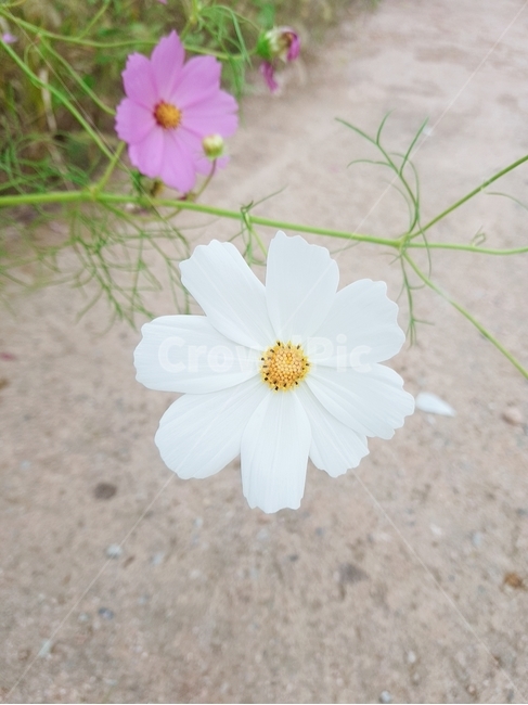 코스모스,꽃,가을,cosmos,fall,식물,자연,plants,nature,꽃,flower