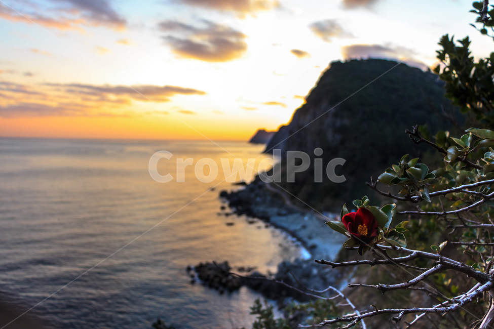 울릉도,해안,산책로,노을,동백,관광지,자연,풍경,nature,landscape,식물,plants,꽃,flower