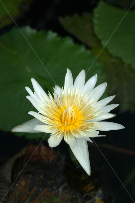 수련,식물,flower,plants,nature,꽃,수생식물,연못,식물,자연,plants,nature,꽃,flower