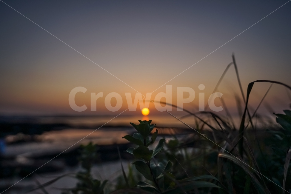 제주도,노을,바다,해변,자연,식물,자연,plants,nature,감성,sensible,feeling