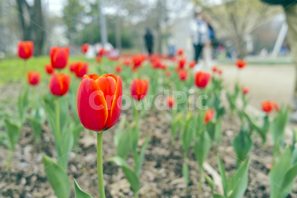 꽃,flower,풍경,landscape,튤립,봄,spring,계절,season,자연,nature,생동감,fresh,길거리,street,way,숲,forest,나무,wood,감성,봄,계절,spring,season,식물,자연,plants,nature,꽃,flower,plant,blossom