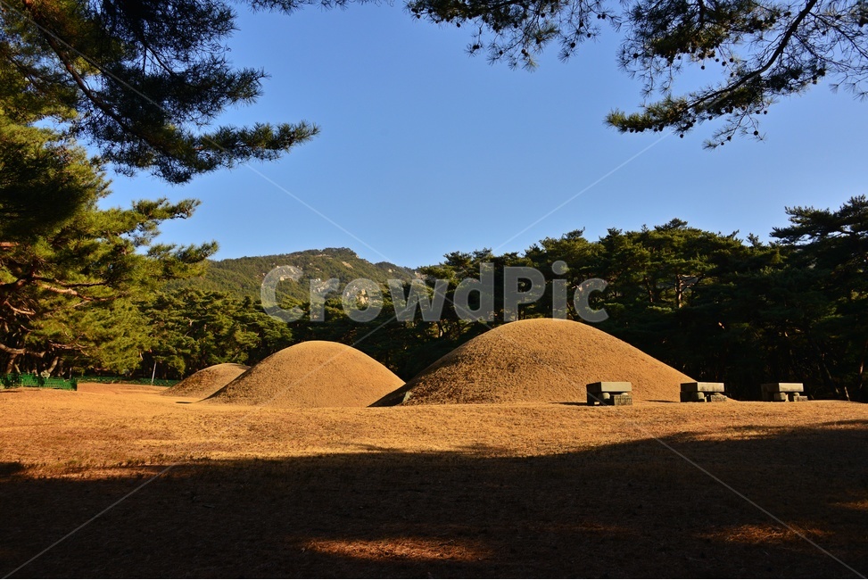 tree,나무,plant,식물,treetrunk,나무줄기,outdoors,옥외,경주,배동,삼릉,삼릉소나무,소나무
