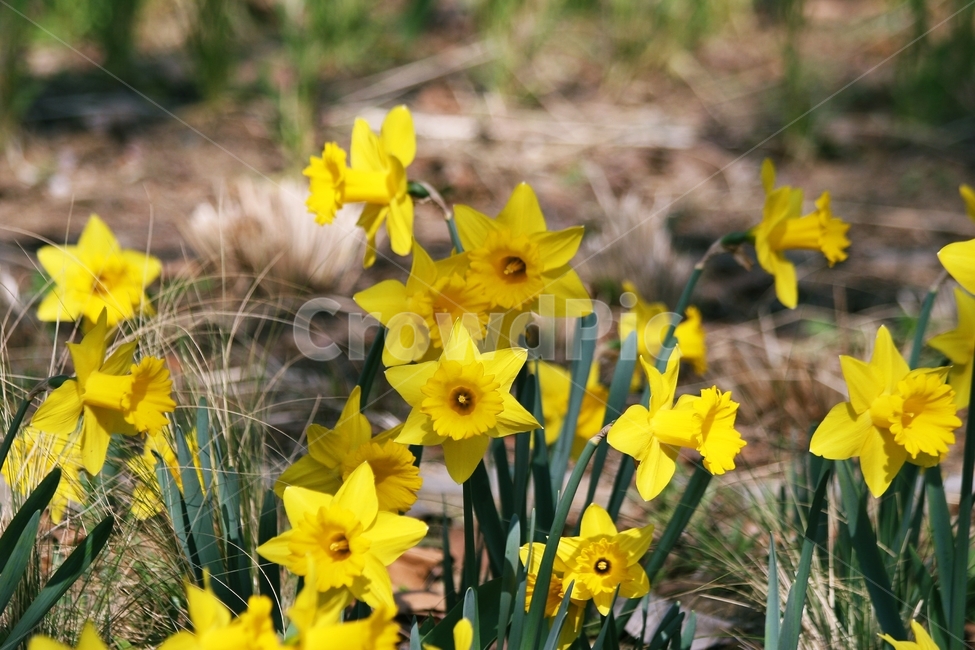 flower,blossom,plant,꽃,식물