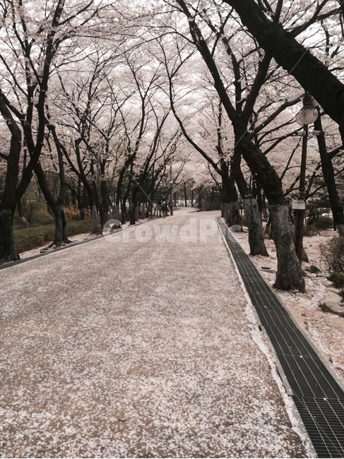 plant,식물,벚꽃,벚꽃나무,나무,꽃잎,산,산길