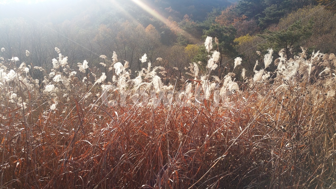 갈대,햇살,분위기,아련,추억
