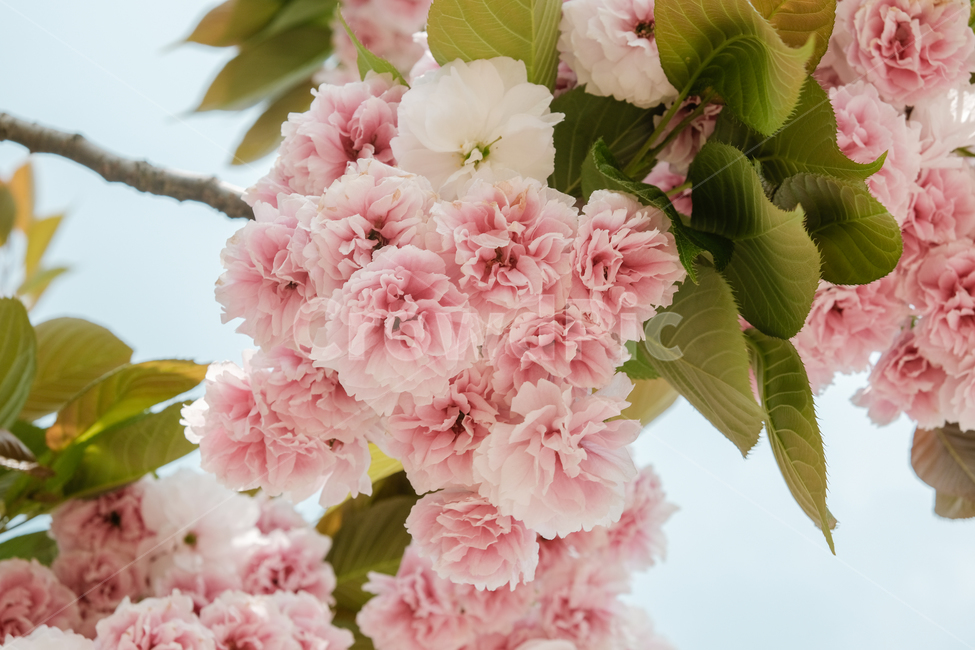 겹벚꽃,봄,봄꽃,감성사진,계절,자연풍경,봄,계절,spring,season,plant,식물,blossom,꽃,flower