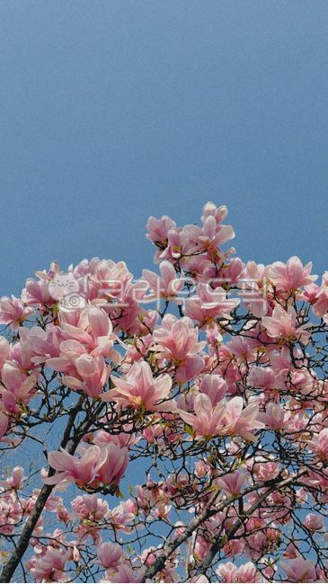 목련,꽃,봄,목련꽃,분홍꽃
