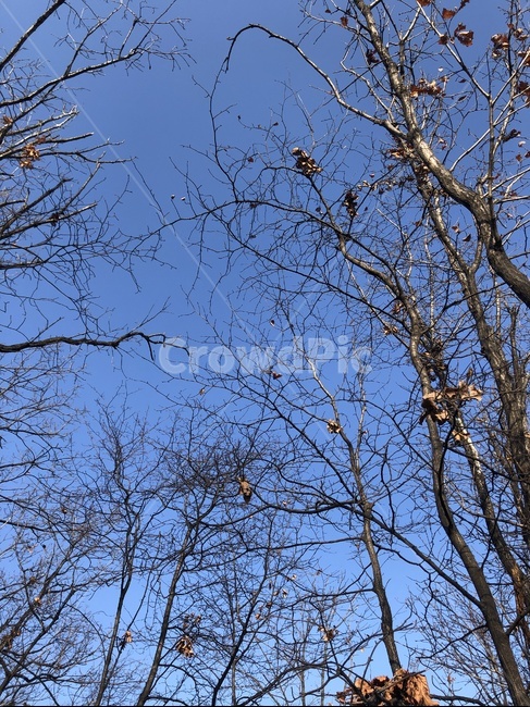 겨울,산,winter,mountain,tree,나무,plant,식물,treetrunk,나무줄기,겨울하늘,겨울산,나뭇잎,잎