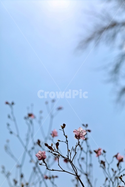 홍매화,flower,pink,tree,apricotflower,purple,sky