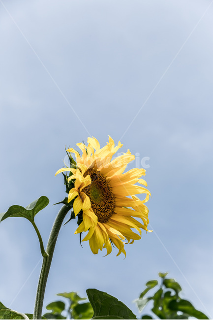 해바라기,꽃,열정,씨앗,바람,식물,노랑,여름,계절,summer,season,가을,fall,autumn,식물,자연,plants,nature,꽃,flower,plant
