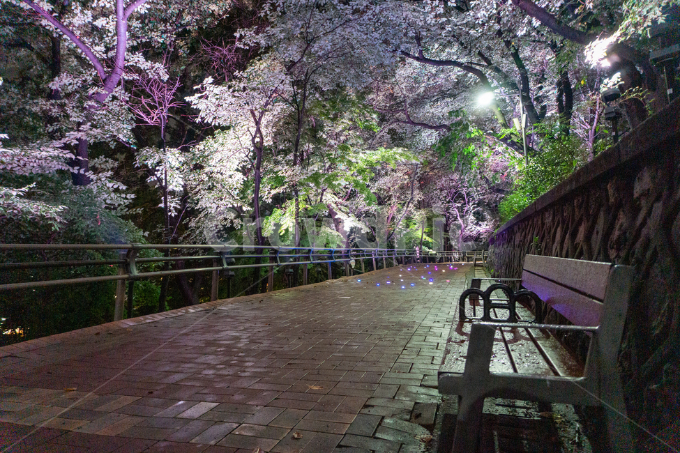 인천,자유공원,야경,led,나무,야간,공원,길,산책,산보,통로,산길,벤치,의자,bench