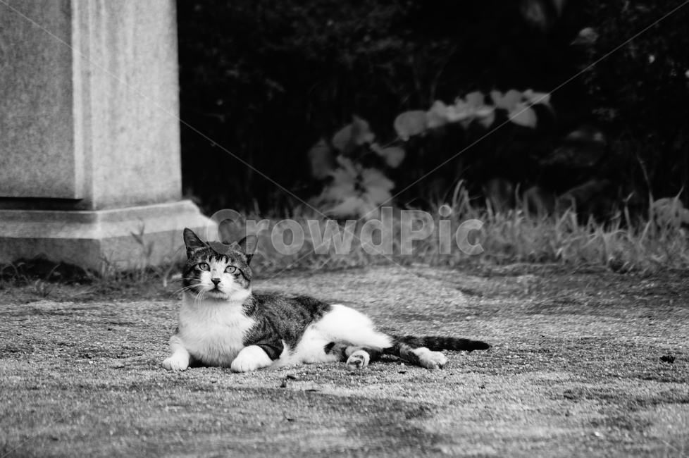cat,고양이,animal,동물,포유류,mammal,동물,animal,포유류,mammal,고양이,cat,kitten,kitty
