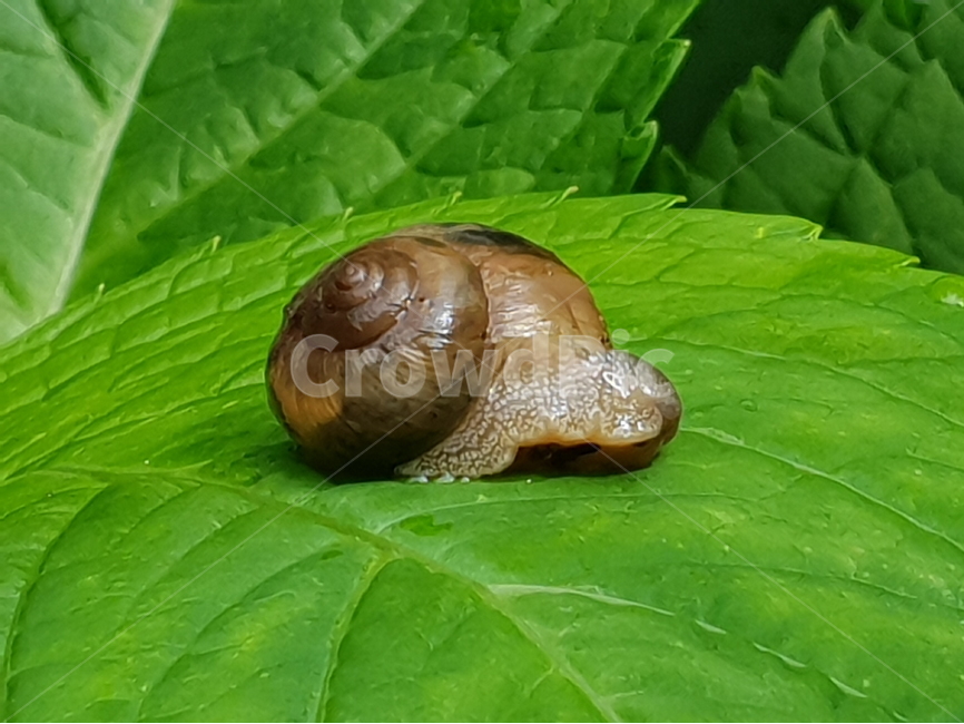 달팽이,연체동물,landsnail,황갈색,나뭇잎,자웅동체,껍데기,동물,배경,배경이미지,배경화면,생태,동물,animal