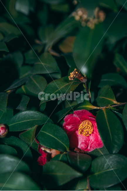 동백꽃,꽃,동백,동백나무,봄꽃,빨강,초록,빛,식물,자연,plants,nature,flower,bloom,배경화면,식물,자연,plants,nature,꽃,flower