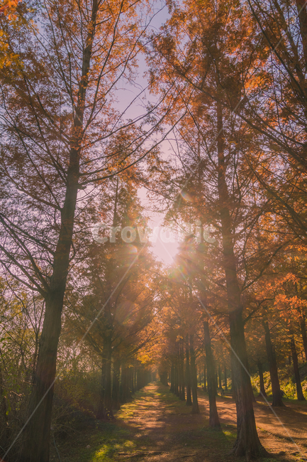 메타세콰이어,단풍,가을,길,light,빛,flare,플레어,인스타감성사진,감성사진,배경화면,바탕화면,감성,잠금화면,가을,계절,fall,autumn,season,자연,풍경,nature,landscape