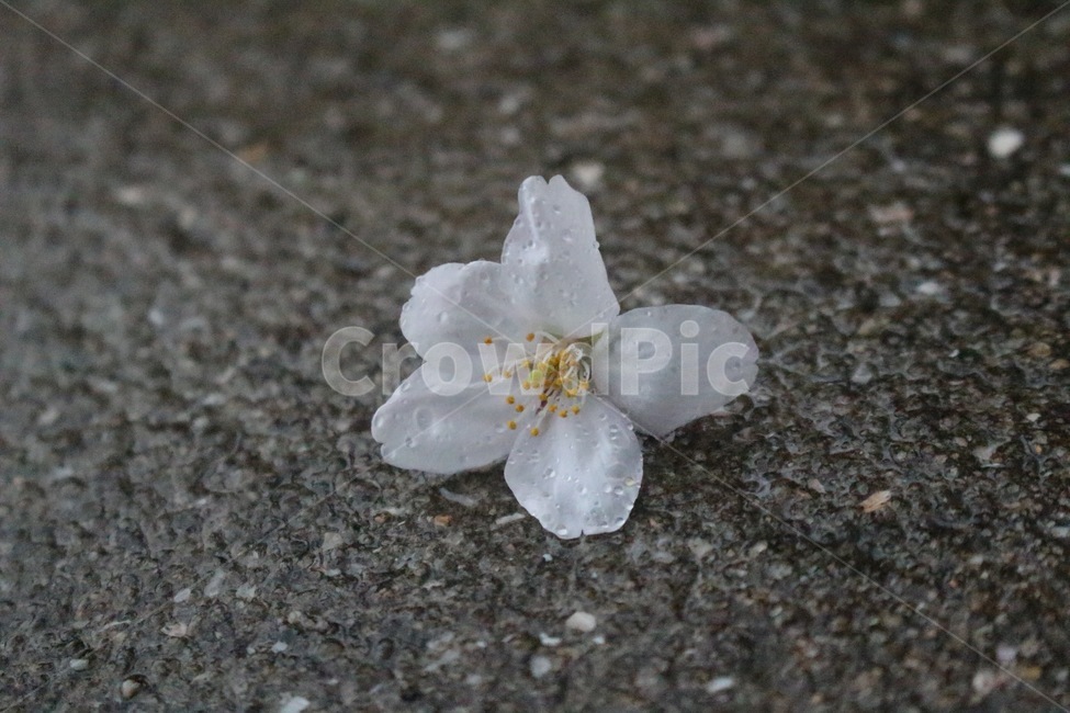 water drop,Cherry Blossom,plant,asphalt floor,cherryblossoms