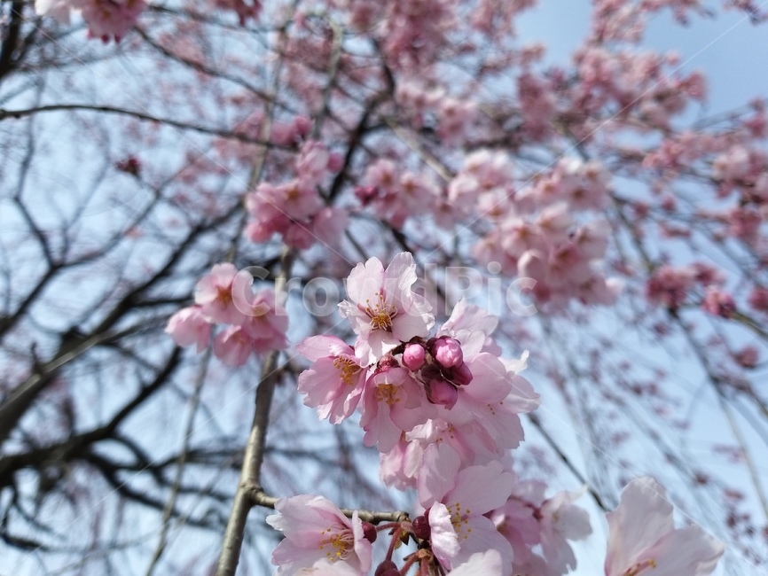 plant,식물,blossom,꽃,flower