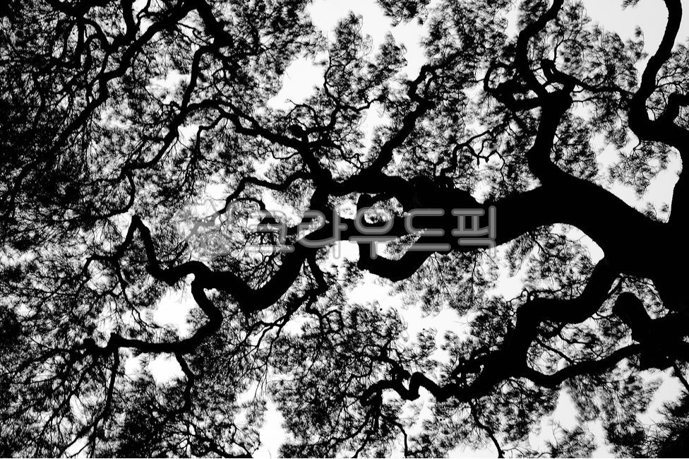 Goesan,king pine tree,pine tree,tree trunk,plant