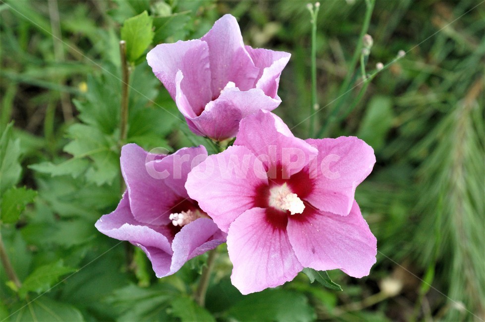 무궁화,꽃,우리꽃,대한민국,국화,자연,감성,색감,감동,애국심
