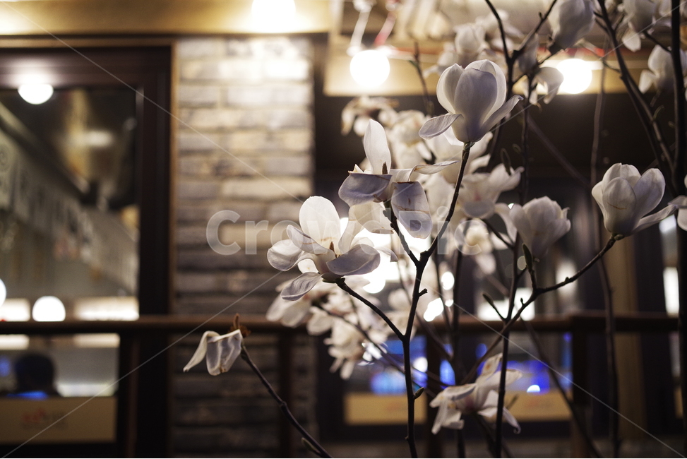 봄,목련,봄꽃,꽃잎,자연,야경,밤,가로등,배경화면,바탕화면,계절,nature,beauty,beautiful,magnolia,spring,season,springflower,petal,night,bulb,light,background,flower,봄,계절,spring,season,식물,자연,plants,nature,꽃,flower,plant