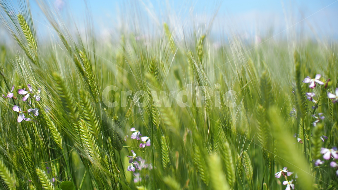 제주도,가파도,청보리밭,청보리,여름제주도,섬,자연,풍경,nature,landscape,plant,식물,vegetation,초목
