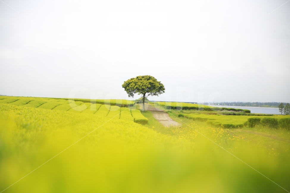 제주,오설록,풍경,녹차,나무,식물,관광지,제주풍경,풍경사진,녹차밭,녹차박물관,jeju,동광리,녹색,자연,풍경,nature,landscape,휴식,힐링,rest,relaxation,healing,제주도,jeju,jeju island,tree,plant,oak,오크,경치,outdoors,옥외