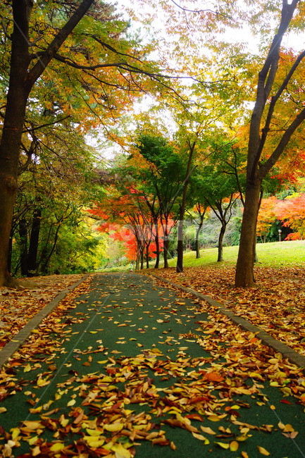 단풍,단풍나무,노랑색,엽록소,감성,maple,잎,식물,가을,계절,fall,autumn,season,자연,풍경,nature,landscape,plant,leaf,tree,나무