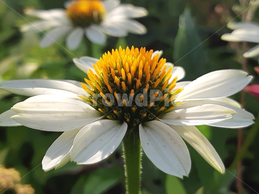 flower,꽃,흰꽃,하얀꽃,자연