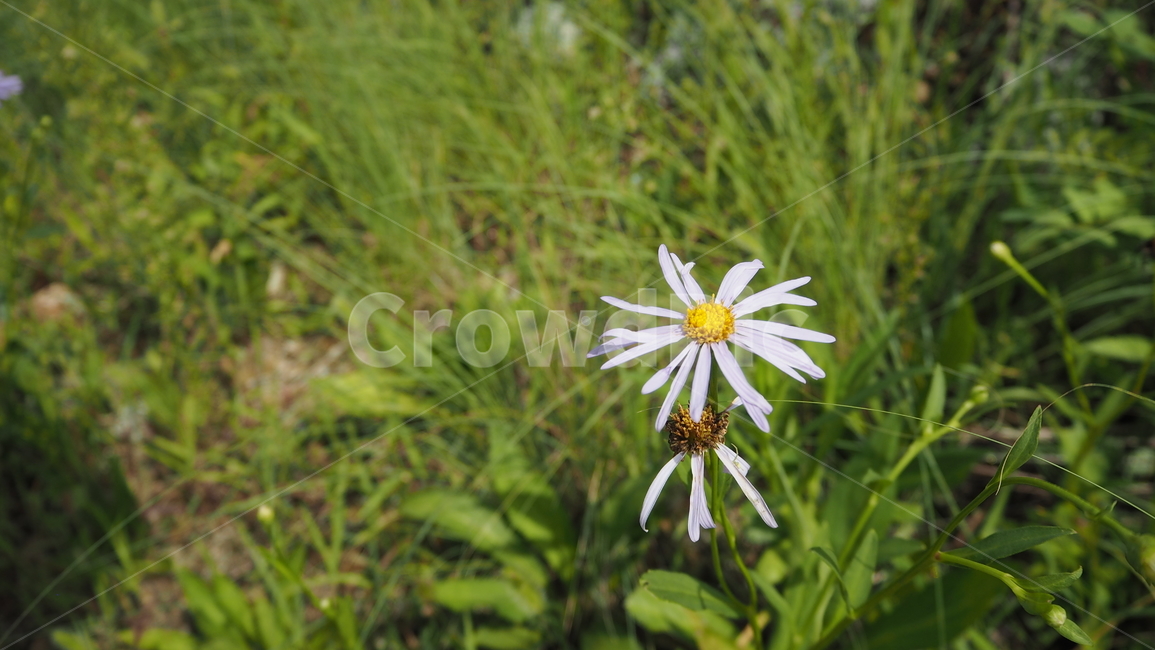 야생화,꽃,식물,자연,옥외,데이지,daisy,wildflower,flower,plant,outdoors,nature,blossom,식물,자연,plants,nature,꽃,flower