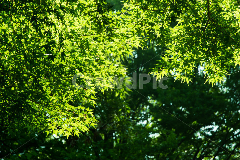자연,식물,초록,green,summer,여름,풍경,자연,풍경,nature,landscape,plant,leaf,잎,tree,나무,maple,단풍