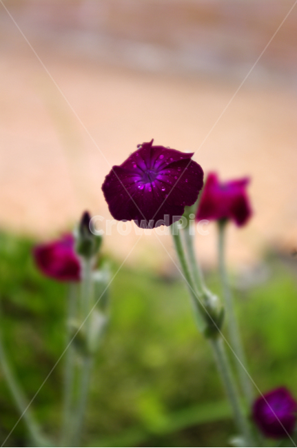 우단동자,꽃,식물,flower,plant,식물,자연,plants,nature,꽃,flower