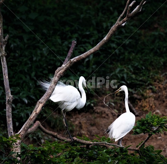 중백로,백로,새,정원,birds,동물,animal,조류,새,birds