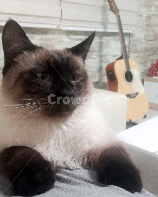 고양이,샴고양이,반려묘,식빵냥,샴발리니즈,동물,animal,포유류,mammal,고양이,cat,kitten,kitty