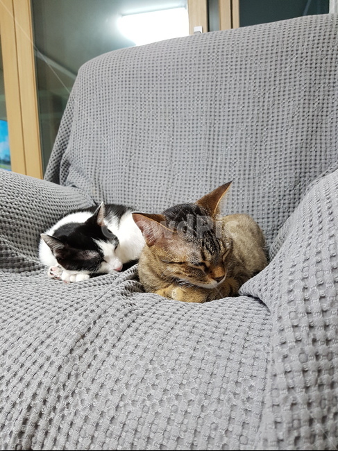고양이,벵갈,코숏,잠,소파,동물,animal,포유류,mammal,고양이,cat,kitten,kitty