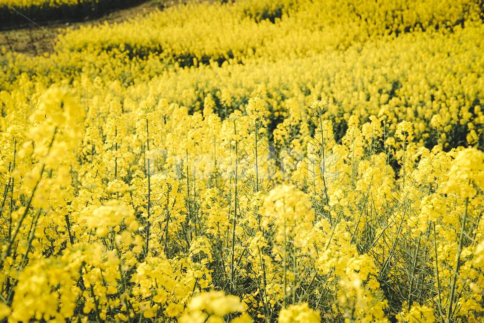 field,들,plant,식물,유채꽃,꽃밭,봄날,오후