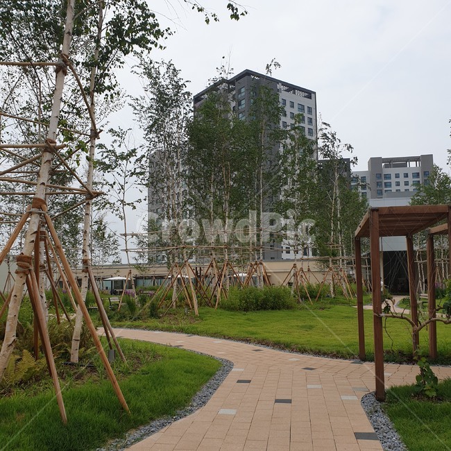 정원,옥상,풀,잔디,초록,나무,garden,tree,green
