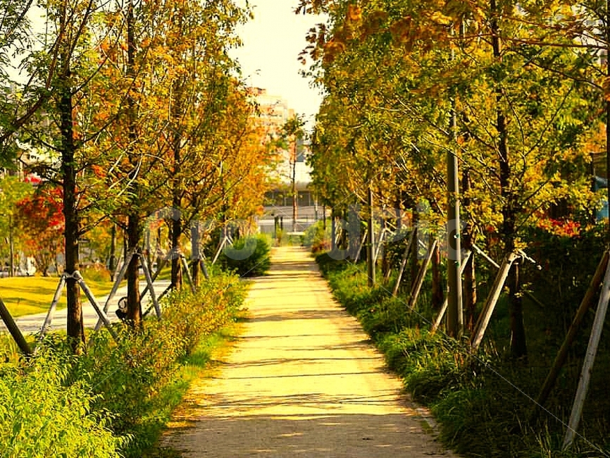 단풍,길,나무,가을,계절,아무도없는길,가을,계절,fall,autumn,season,식물,자연,plants,nature,나무,trees,wood,path,통로