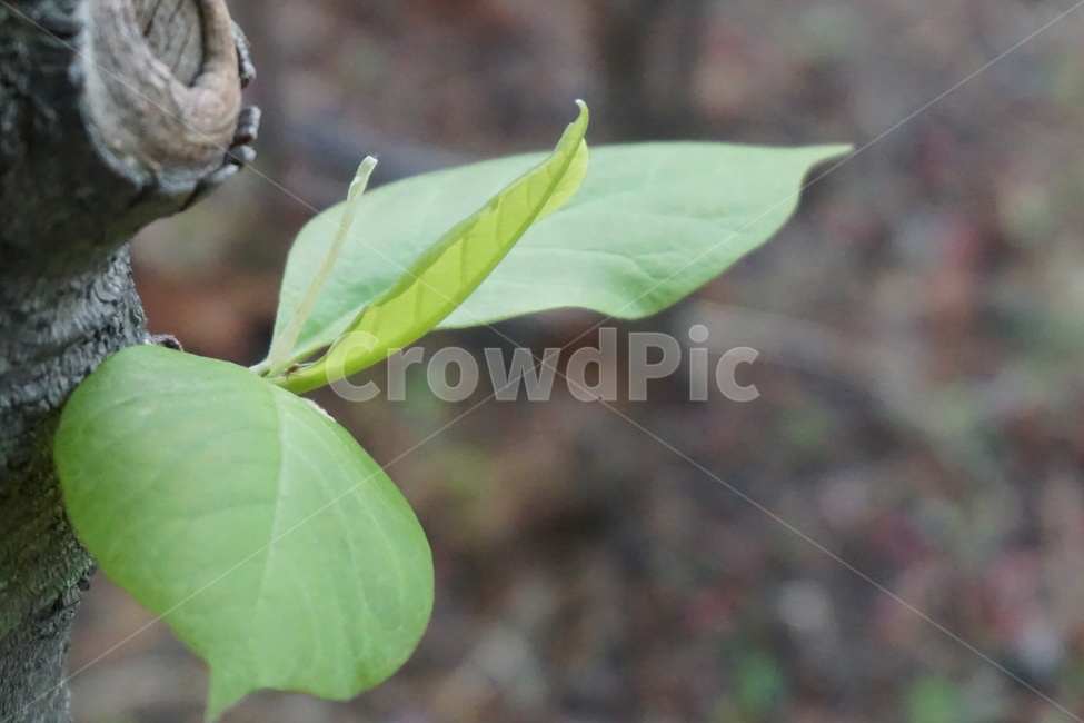 봄,새순,나뭇잎,싱그러움,연두색,초록색,4월,자연,식물,자연,plants,nature