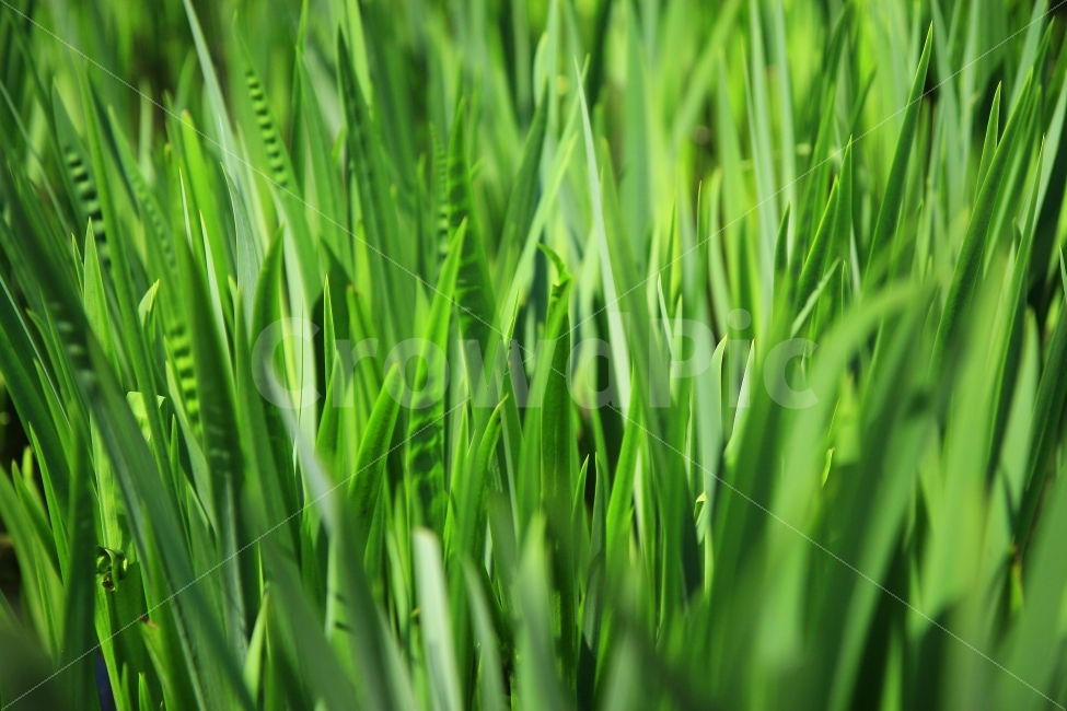풀,식물,풍경,초록,자연,식물,자연,plants,nature