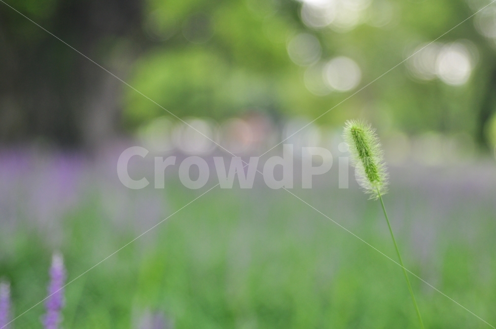 성주성밖숲,맥문동,강아지풀,감성사진,사진여행,식물,자연,plants,nature,감성,sensible,feeling