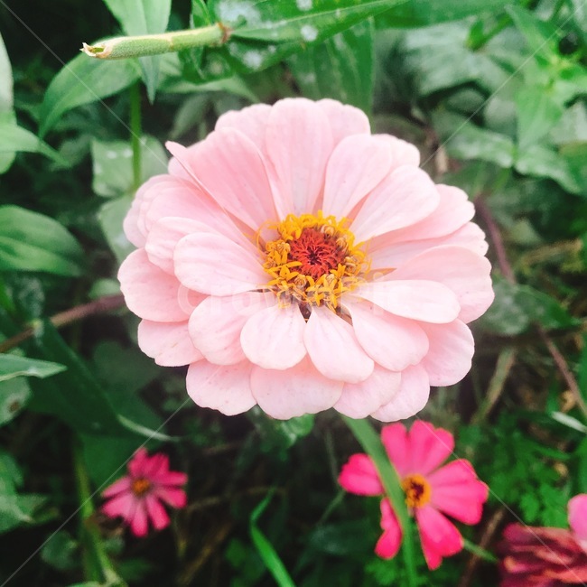 꽃,봄,맑음,감성,분홍꽃,따뜻함,식물,자연,plants,nature,꽃,flower