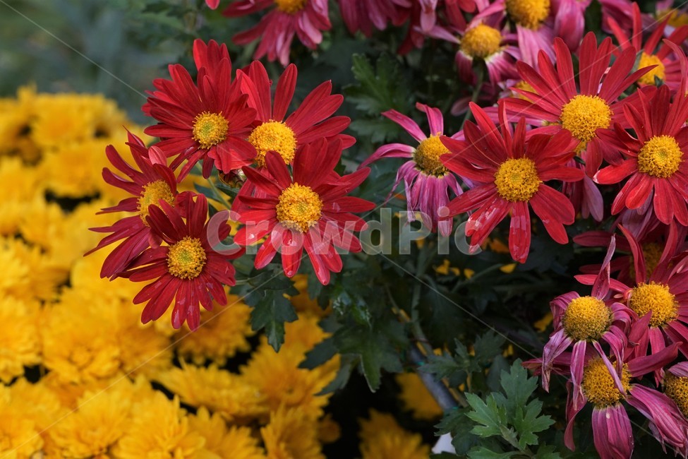 국화,가을,우아함,빨강,꽃,꽃송이,chrysanthemum,autumn,bloom,fall,nature,yellow,elegance,beautiful,plant,flower,노랑,계절,season,floral,nobility,고귀함,향기,가을대표,식물,자연,plants,nature,꽃,flower