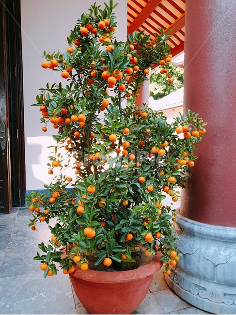 감귤류과일,과일,나무,citrusfruit,식물,plant,귤나무,귤,fruit