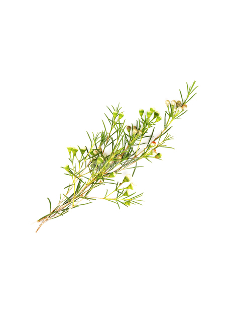 왁스플라워,오브젝트,누끼,식물,꽃,봄꽃,꽃다발,꽃송이,꽃봉오리,flowers,seasonal,꽃,flower,누끼,remove background