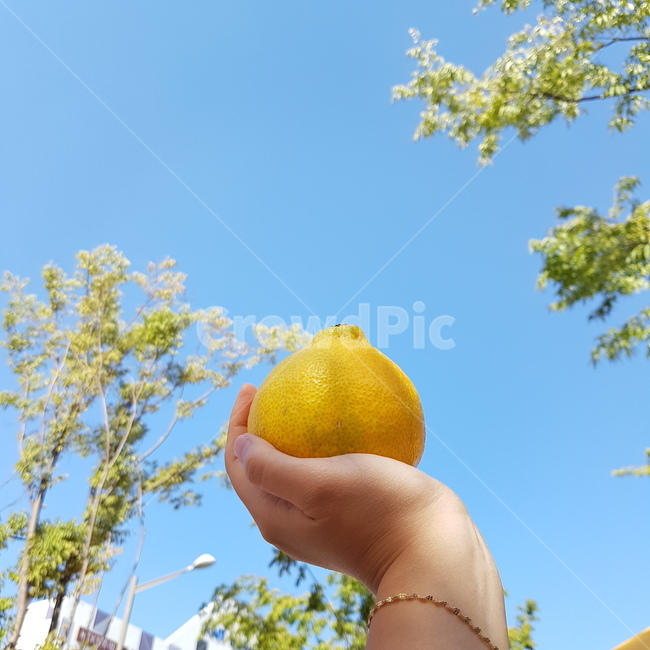 색감,과일,한라봉,귤,상큼,하늘,카드뉴스,배경화면,바탕화면,손,분위기,감성,과일,열매,fruit