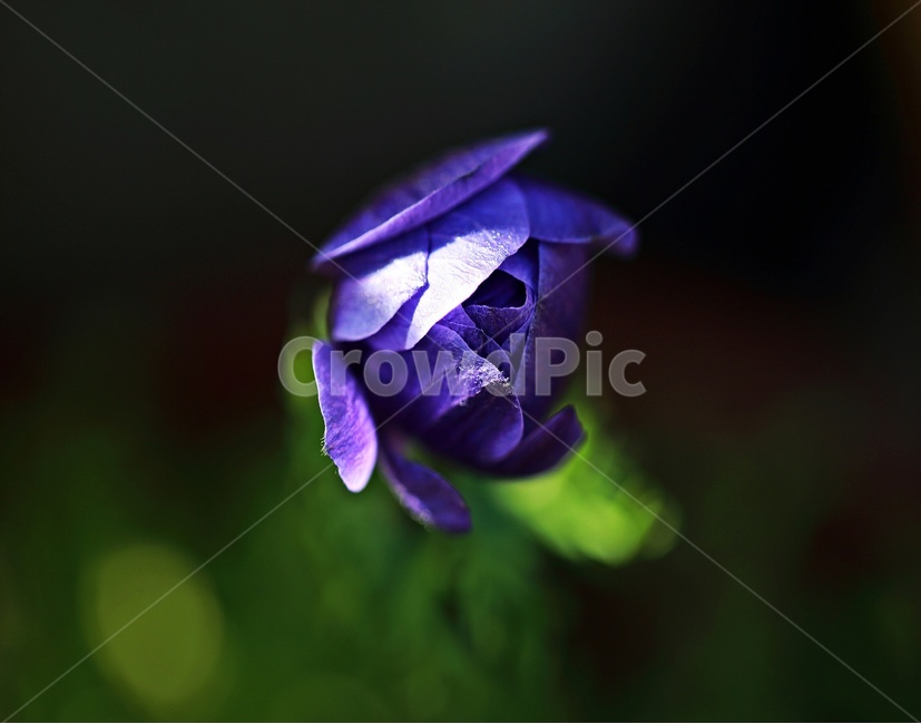아네모네,아생화,꽃,anemone,속절없는사랑,식물,자연,plants,nature,꽃,flower