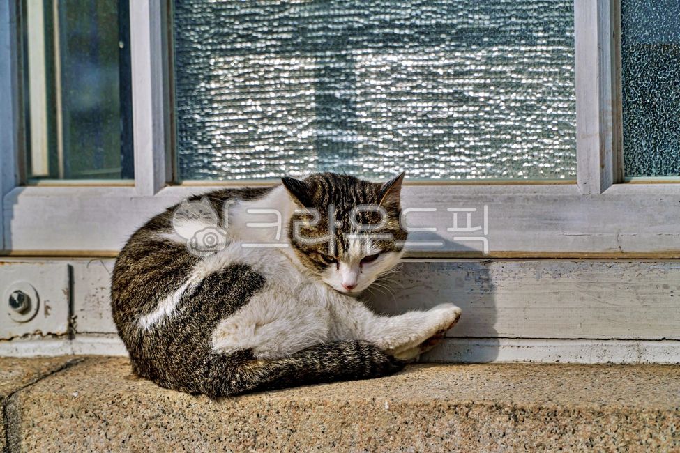 windowframes,alleycat,windowledge,Pets,stray cat,windowsill,mammal,cat,abandoned cat,animal,window,mammalia,window frame,pet